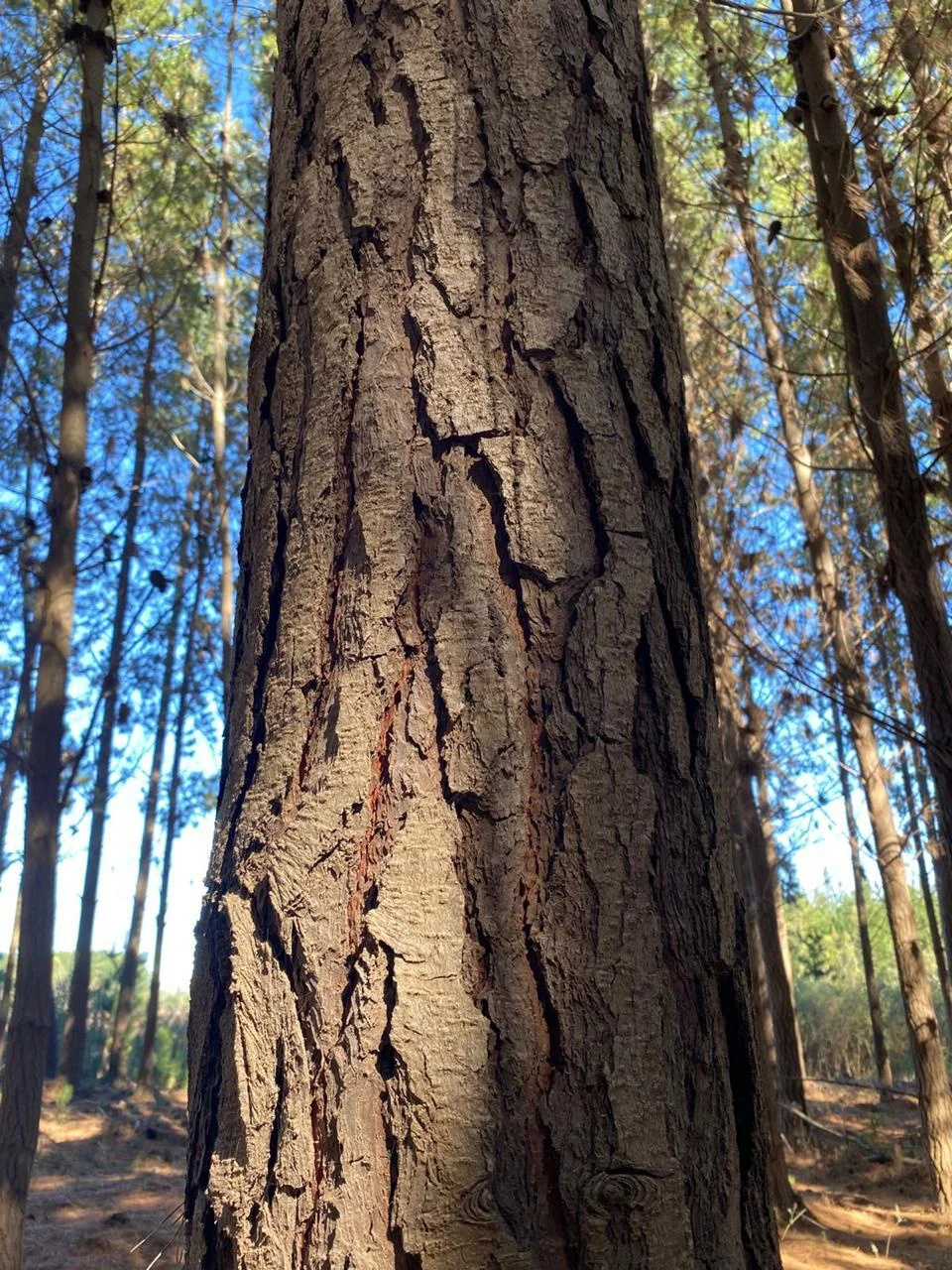 Madera